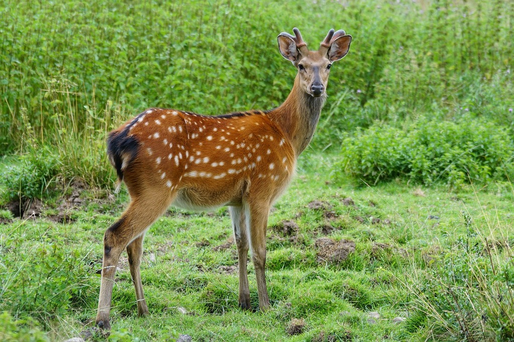 deer