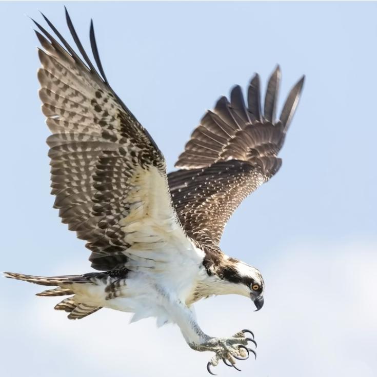 an osprey in flight.
