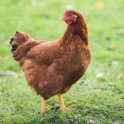 a Rhode Island Red chicken.