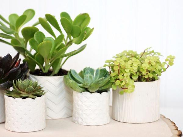 flowers in pots