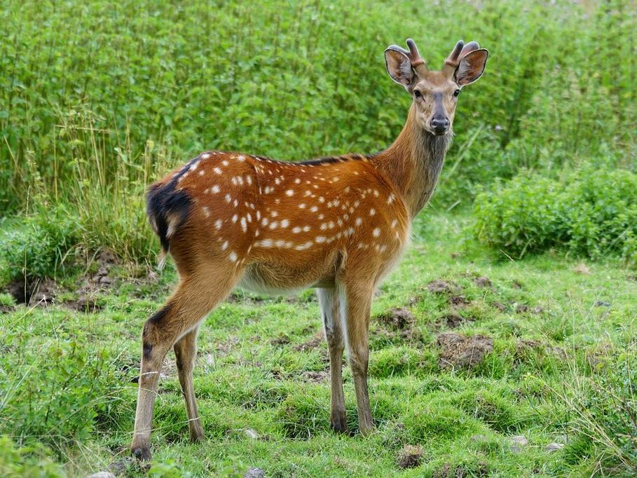 deer