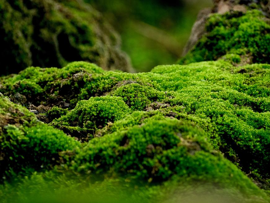 Moss